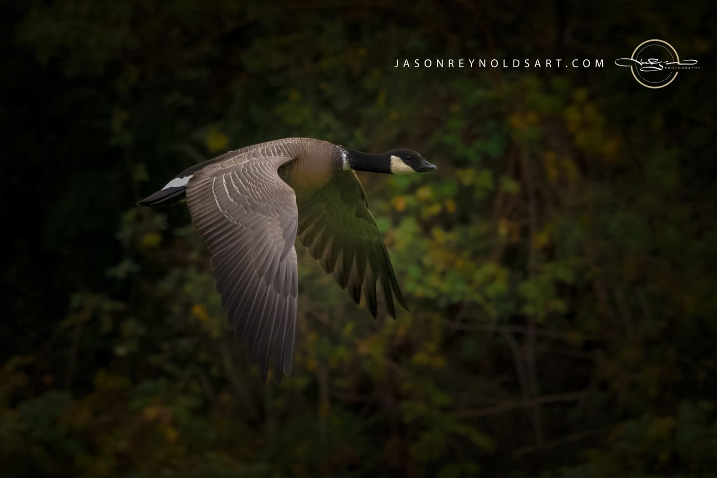 Canada Goose in Flight — Side Profile