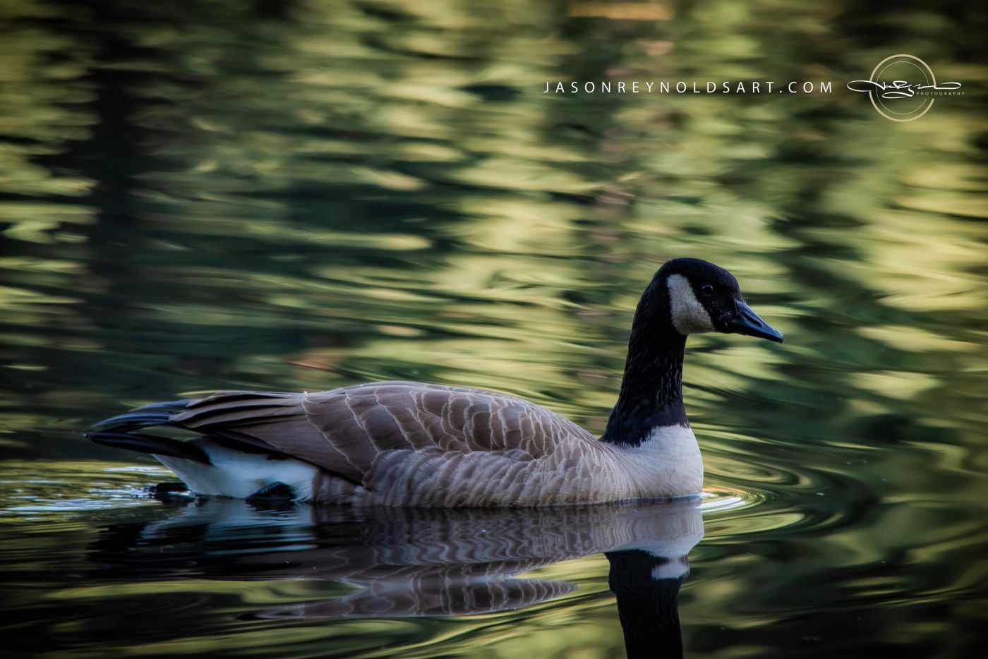 Canada Goose on Calm Water