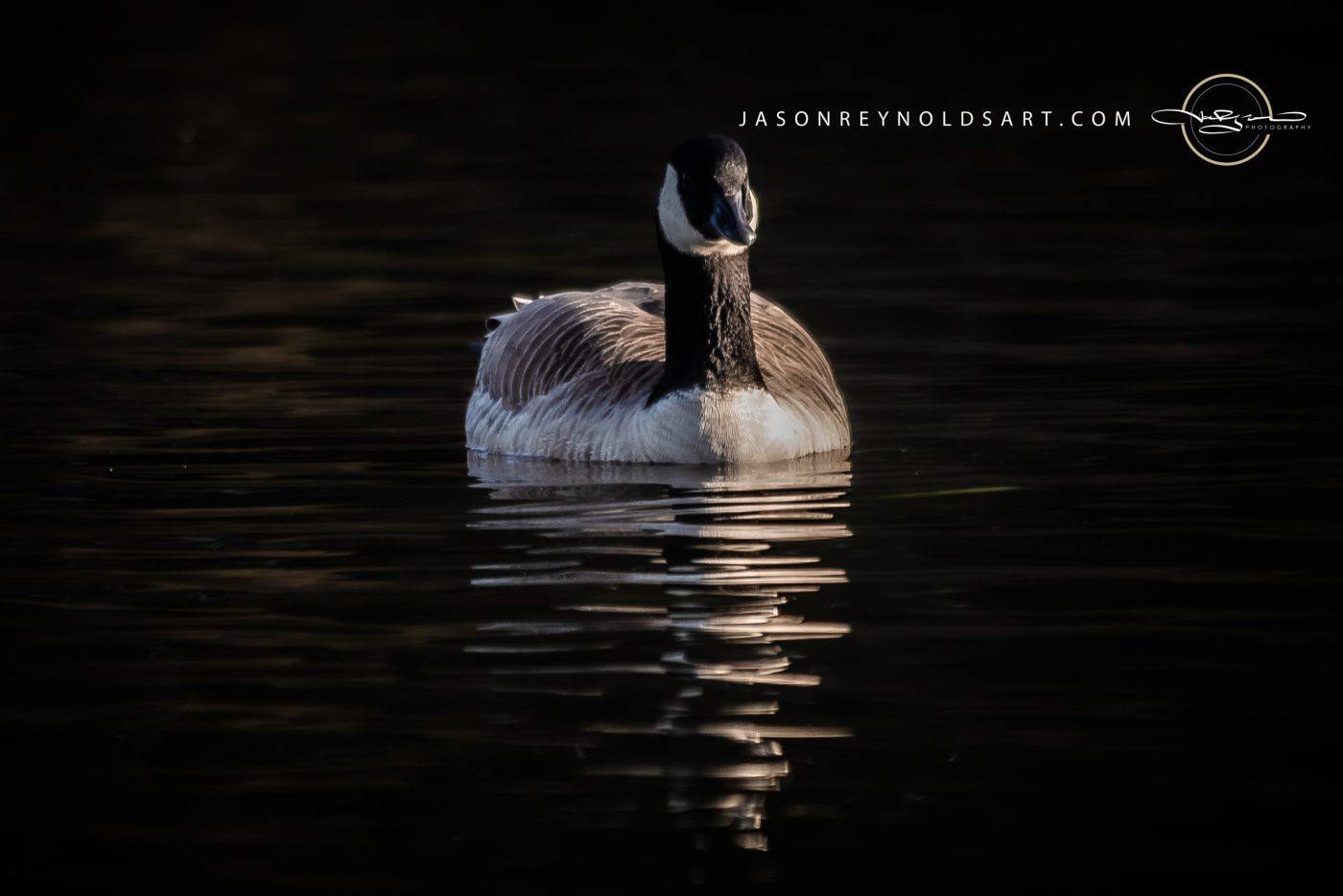 Canada Goose on Dark Water