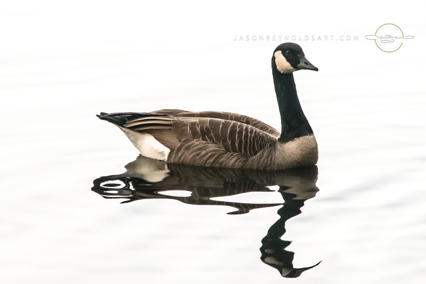 Canada Goose on Glassy Water