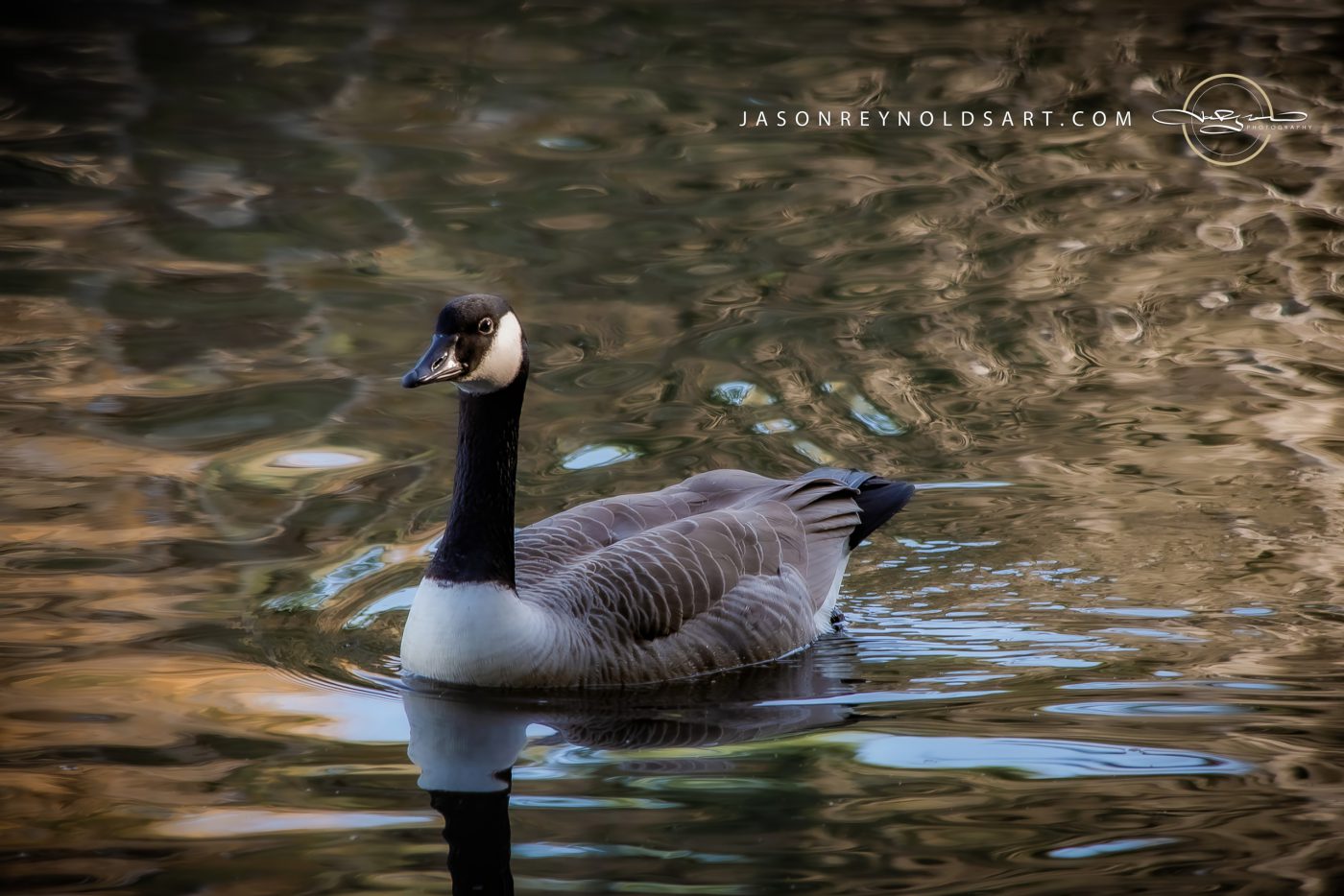 Canada Goose on Reflective Pond