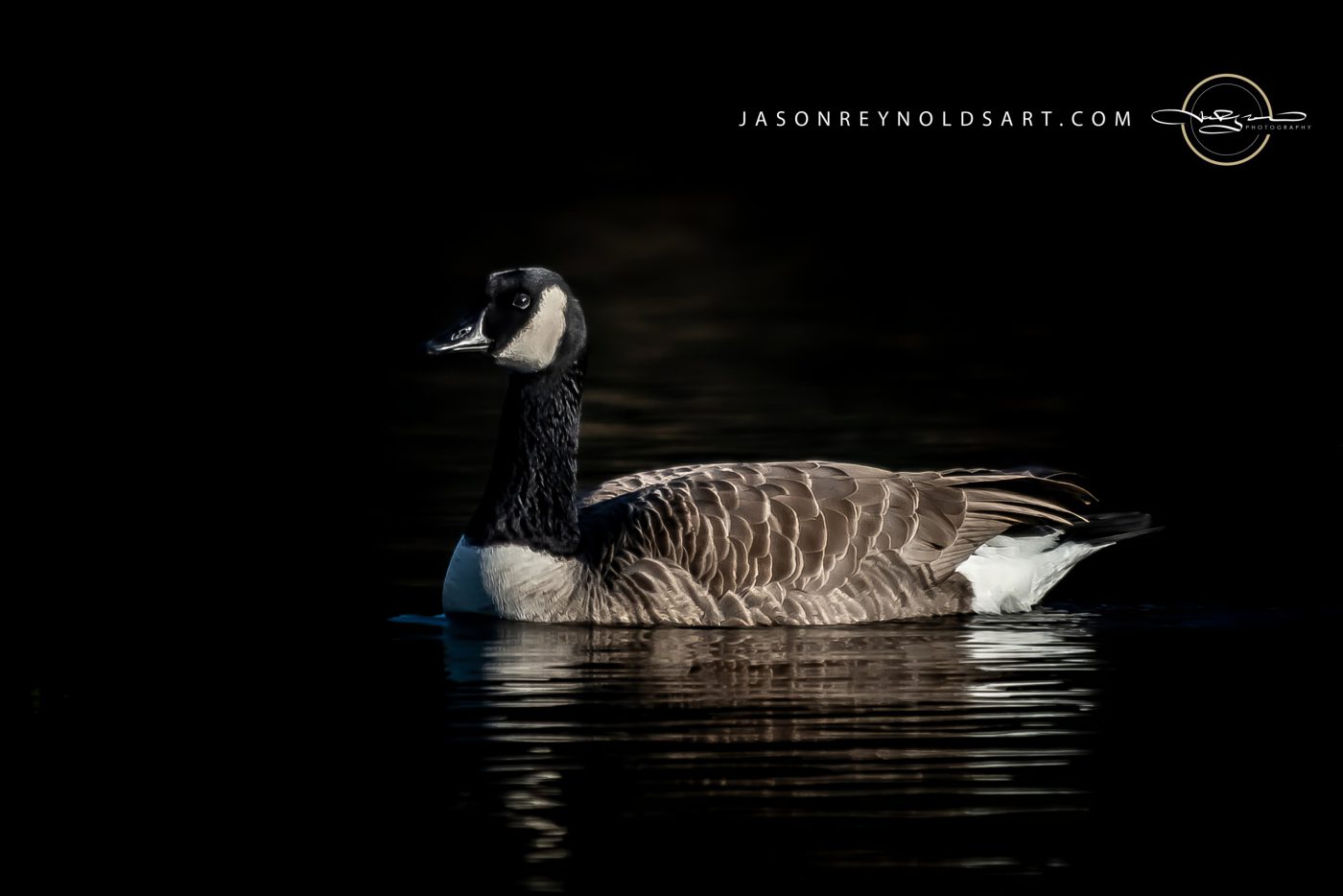 Canada Goose Portrait on Dark Water