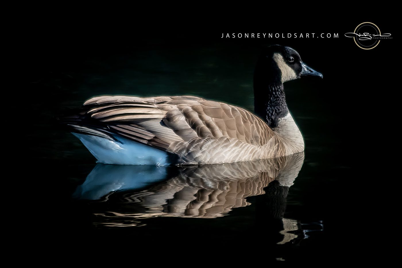 Canada Goose — Reflective Portrait on Dark Water