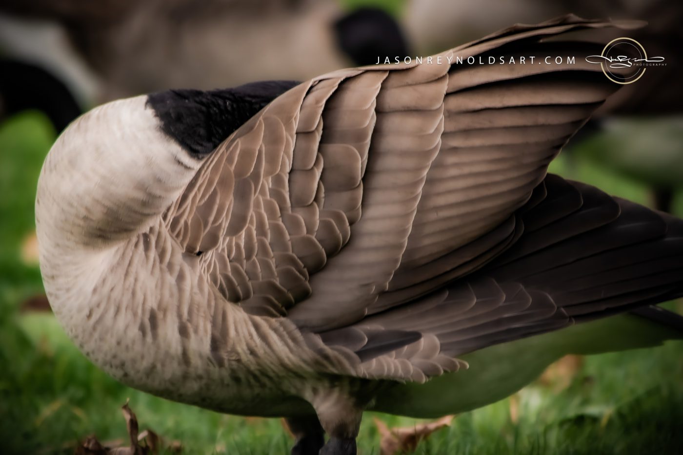 Canada Goose Wing Close-Up