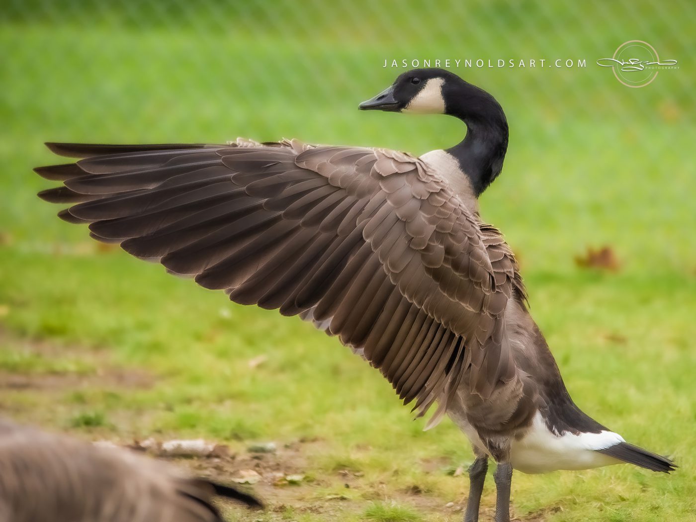 Canada Goose with Extended Wing