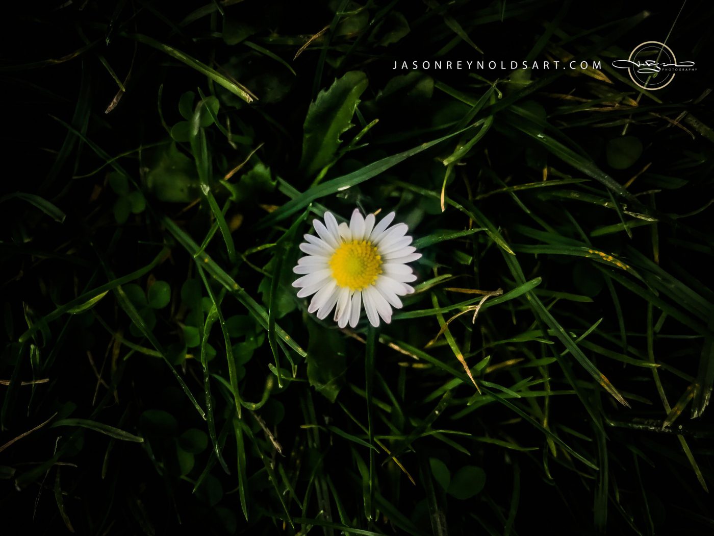 Centered Daisy in Dark Grass