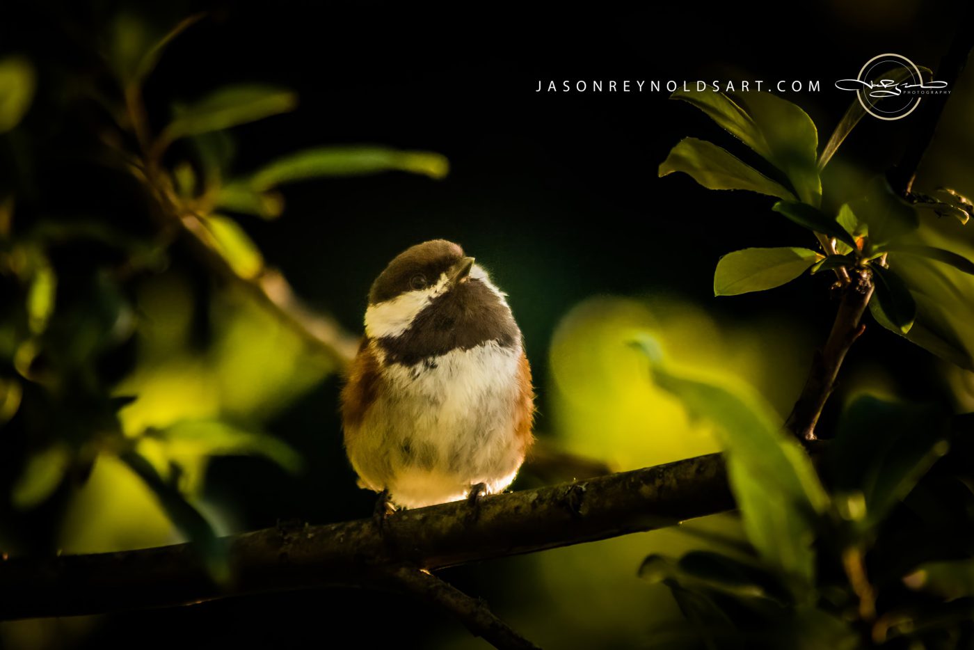 Chickadee Perched on Backlit Branch
