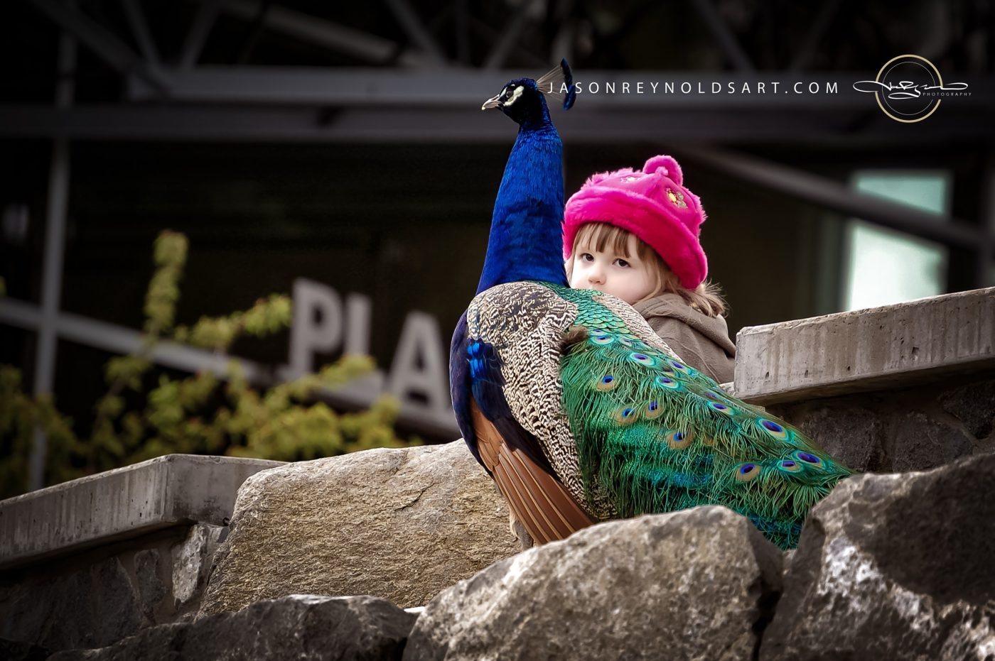 Child Peeking from Behind Peacock on Stone Steps