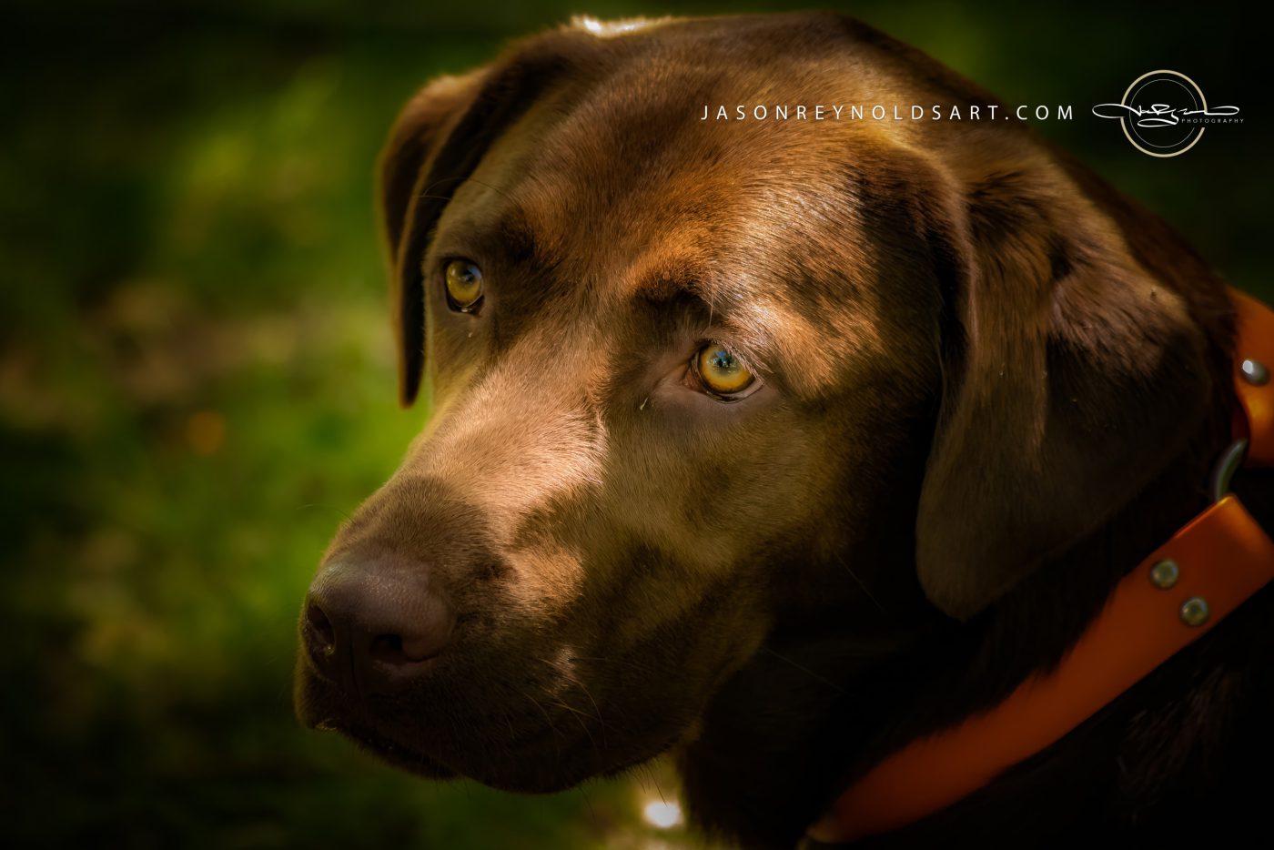 Chocolate Labrador Retriever — Close-Up Portrait
