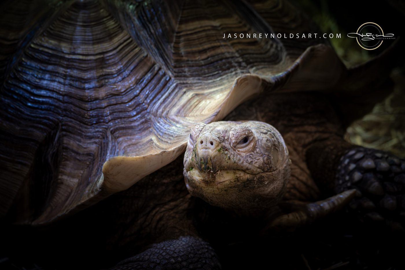 Close-up Portrait of a Giant Tortoise