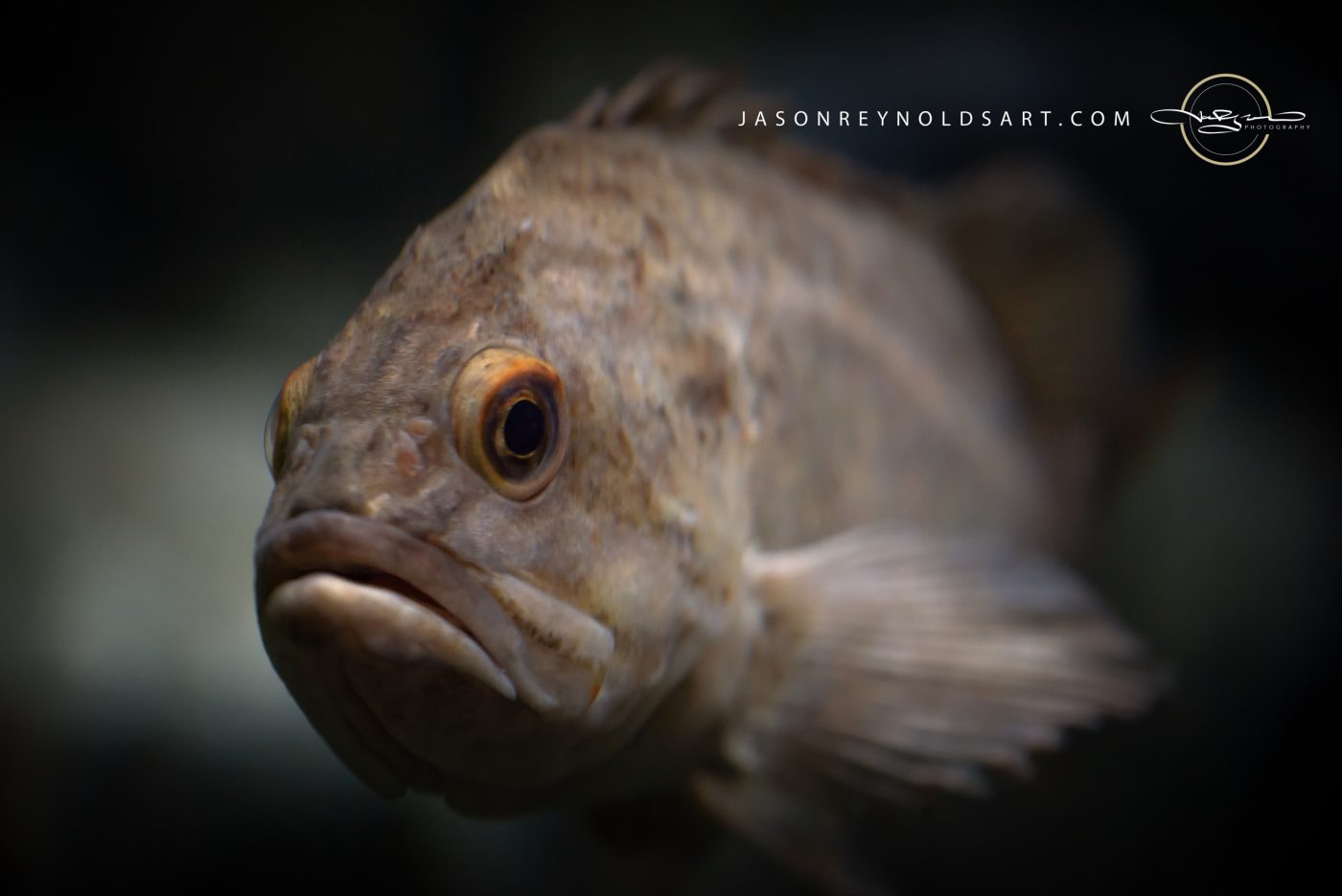 Close-up Portrait of a Rockfish
