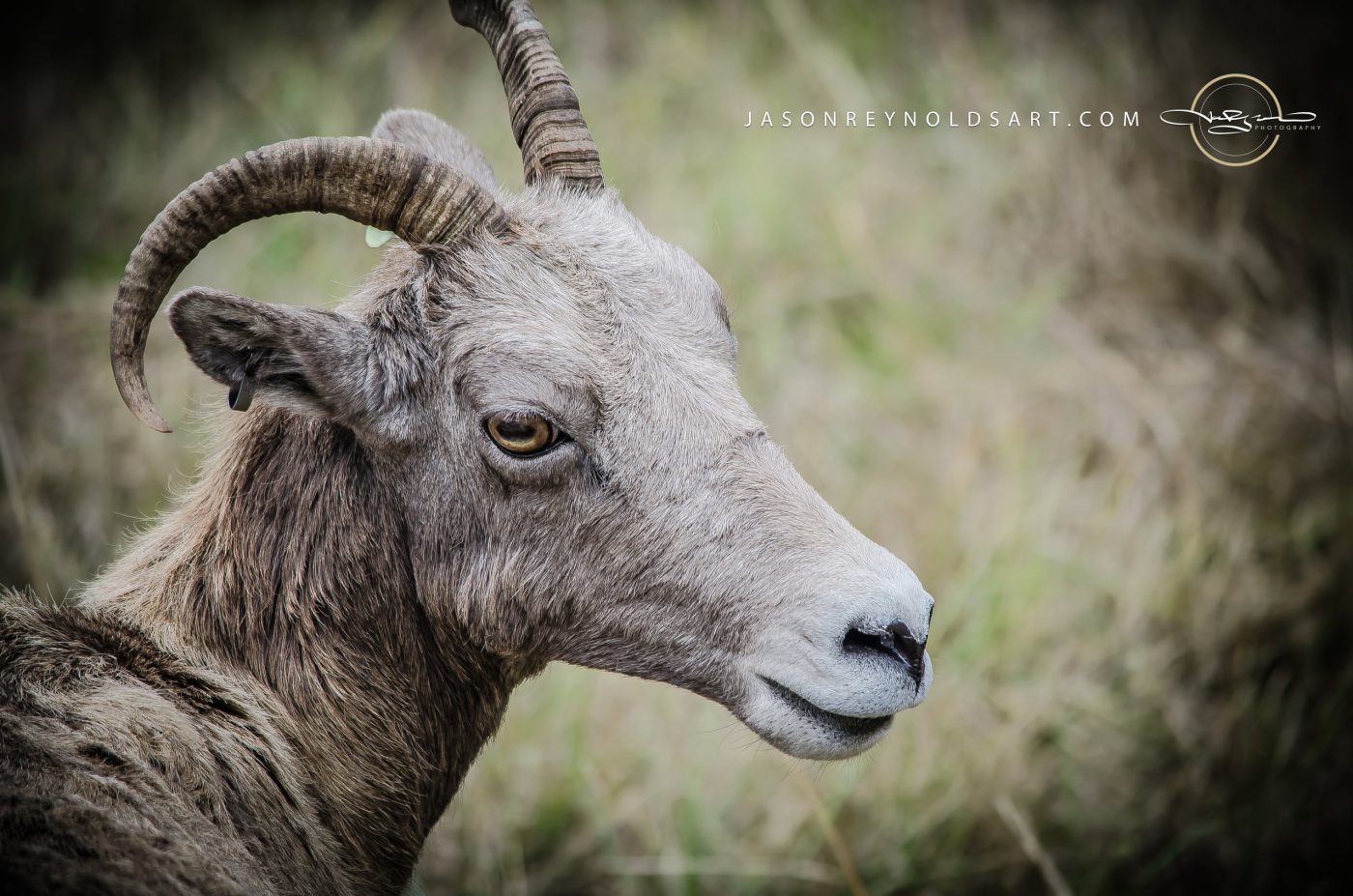 Close-up Profile of a Horned Sheep