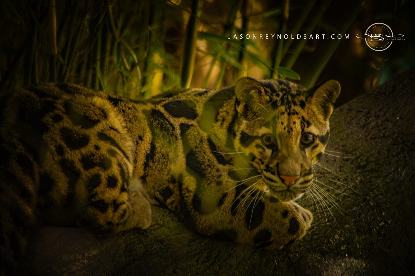 Clouded Leopard on a Branch