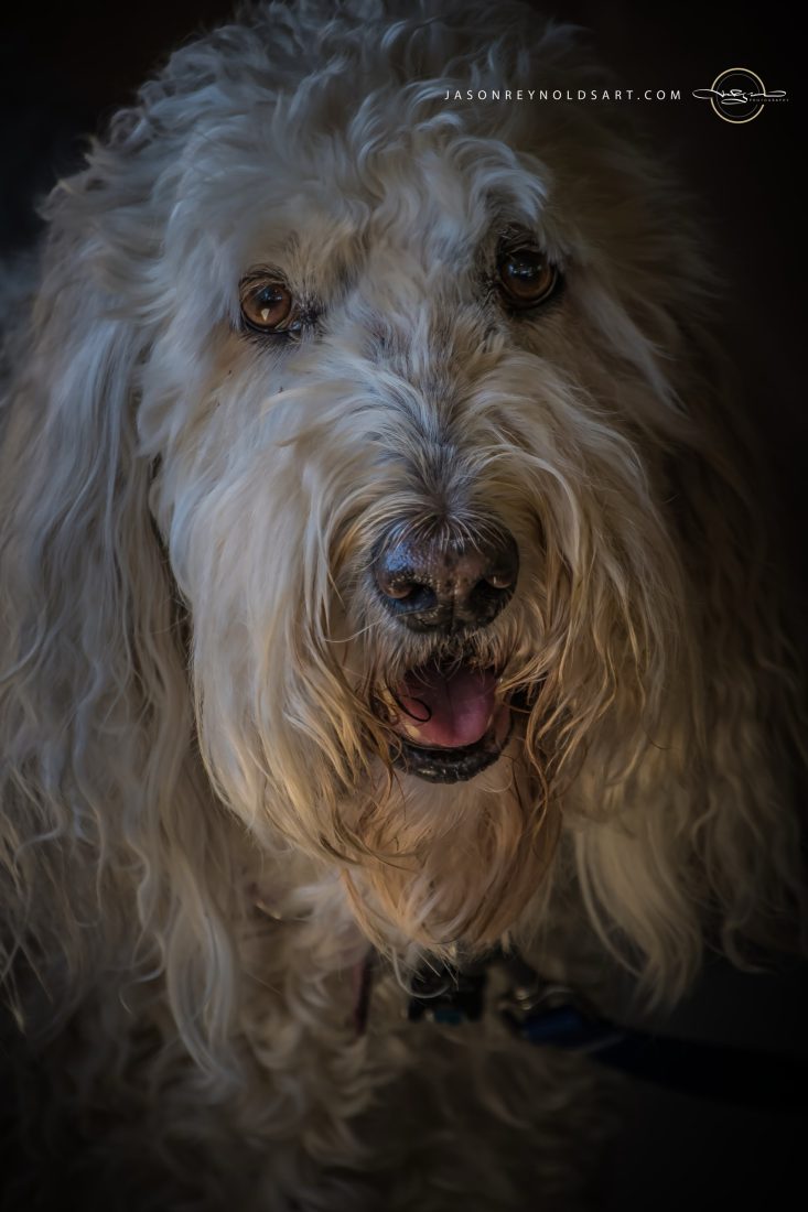 Cream-colored fluffy dog portrait