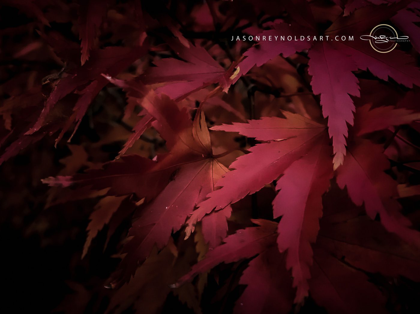 Crimson Japanese Maple Leaves