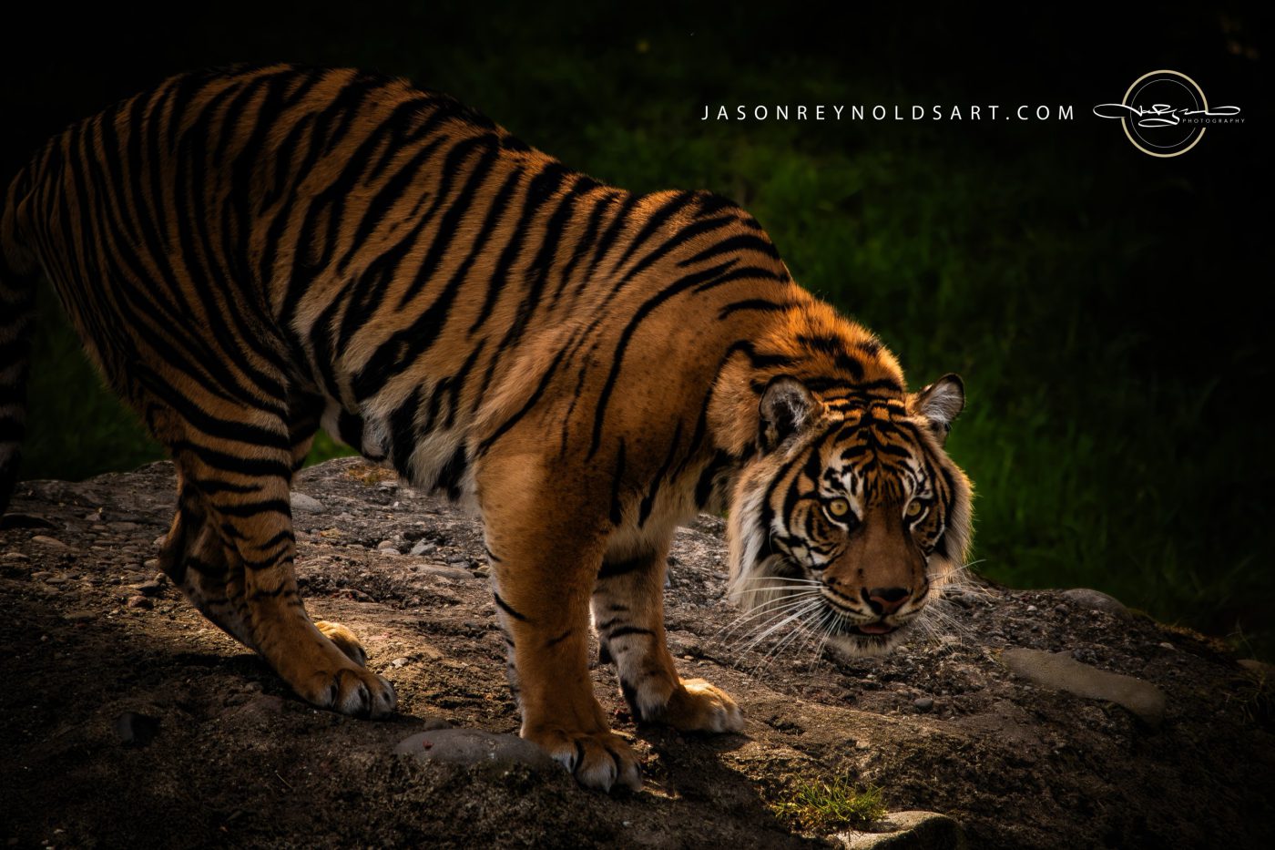 Crouching Tiger on Rock — Low-Key Portrait