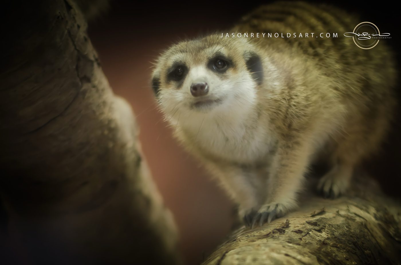 Curious Meerkat Portrait