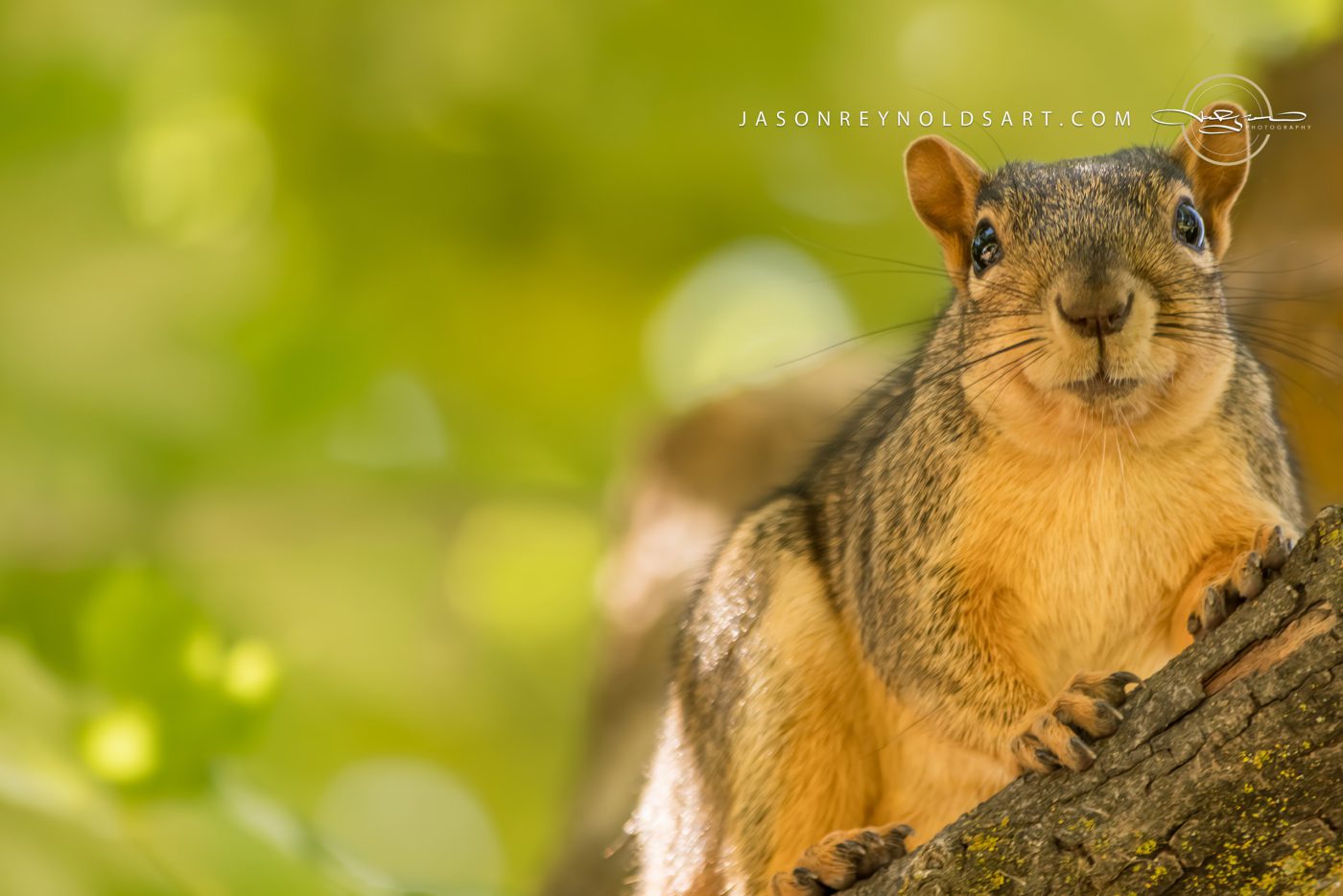 Curious Tree Squirrel Portrait
