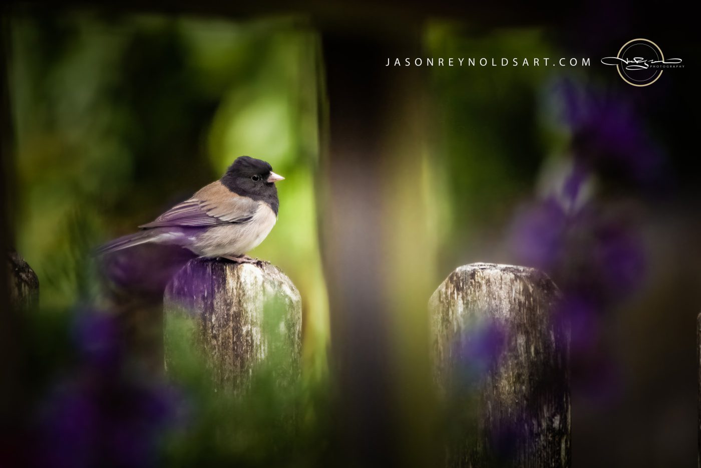 Dark-eyed Junco on Weathered Fence Post with Purple Blooms