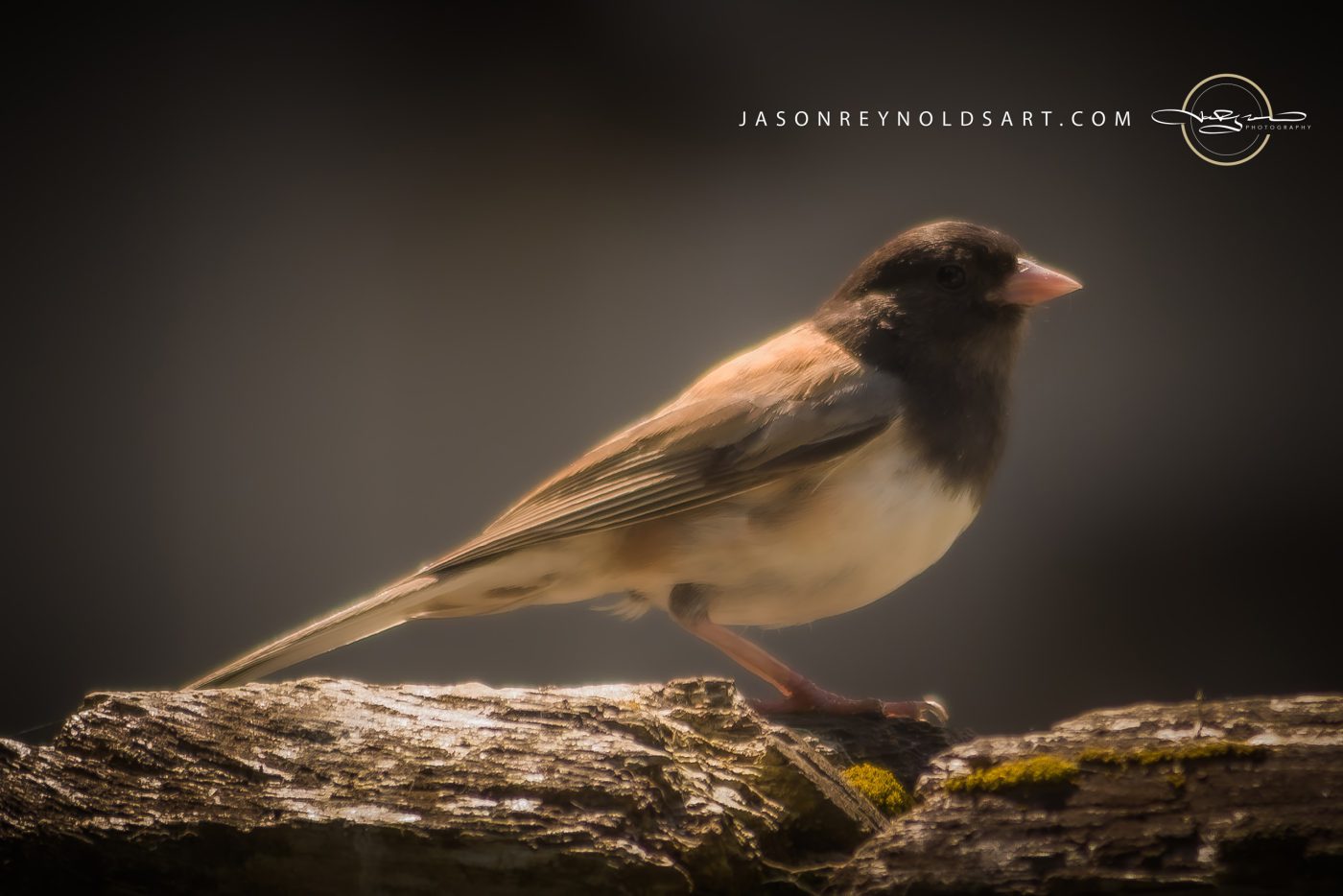 Dark-eyed Junco on Weathered Log