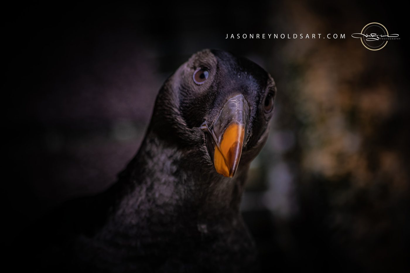 Dark-feathered Bird Close-up Portrait