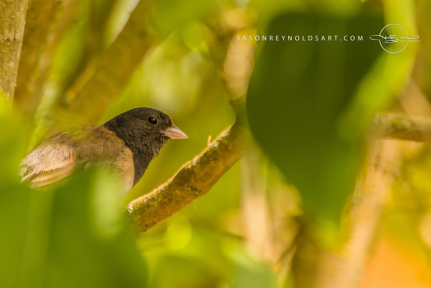 Dark-headed finch among green leaves