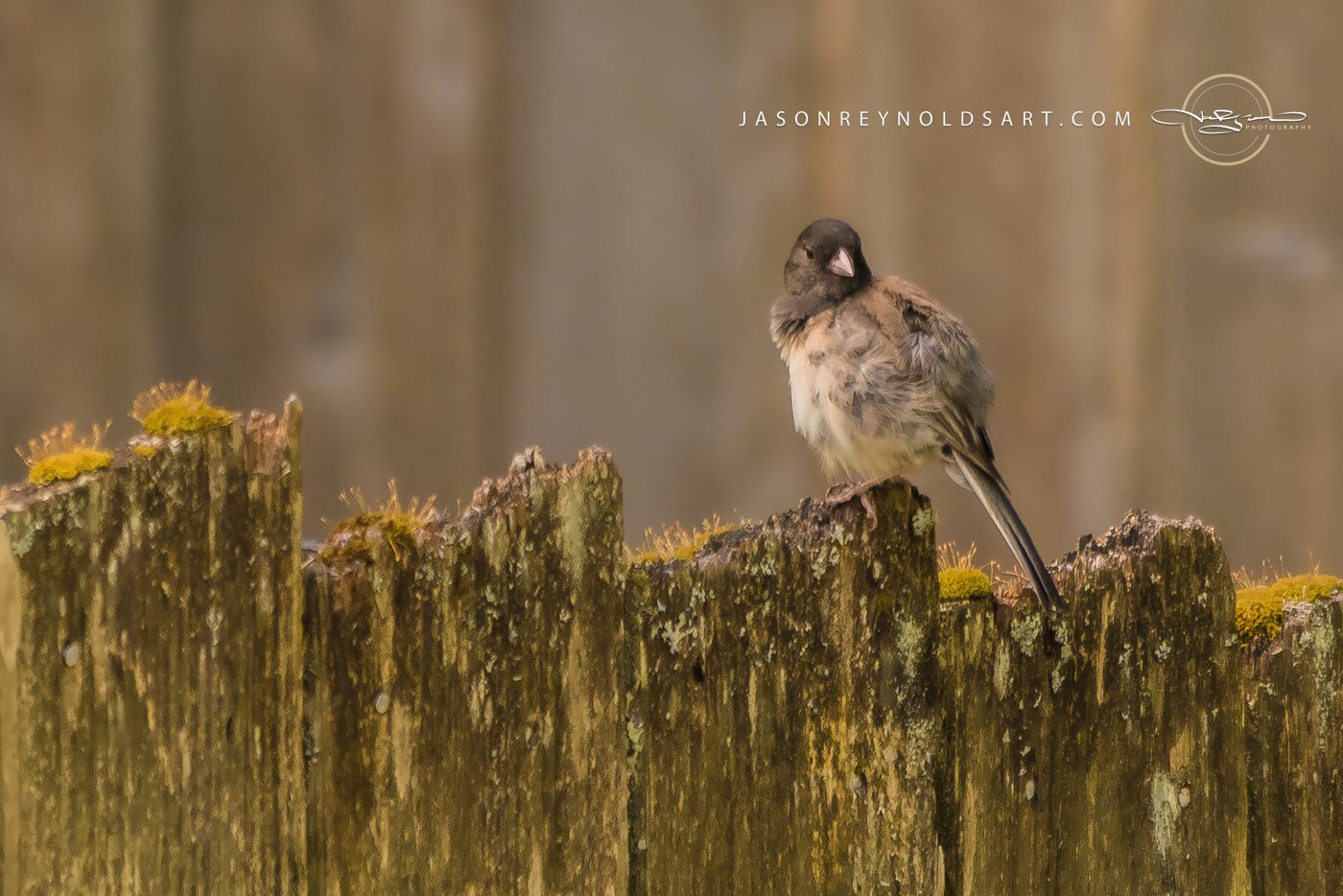 Dark-headed Songbird on Mossy Wooden Fence