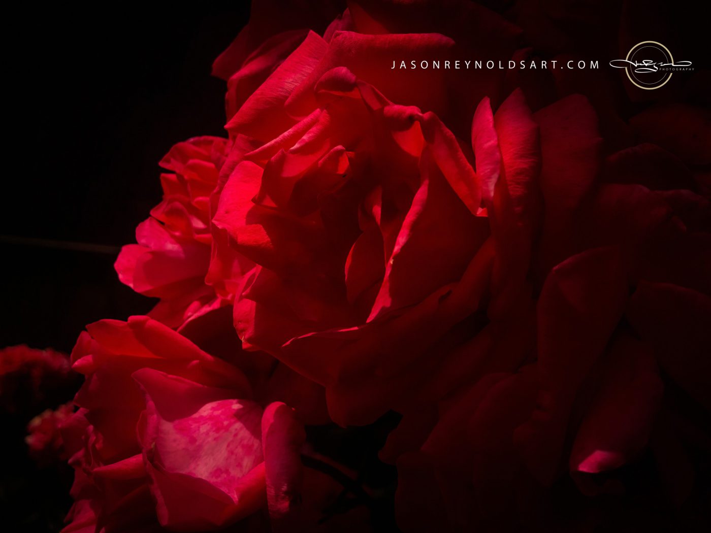 Deep Red Rose Macro