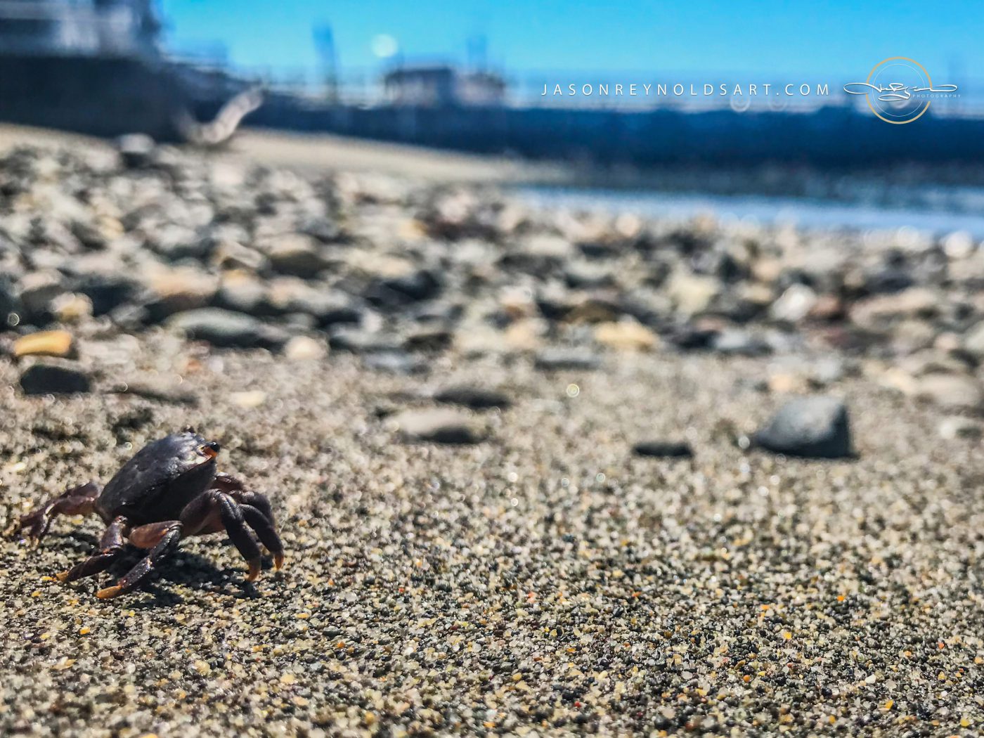 Des Moines Marina Crab on Pebbled Beach