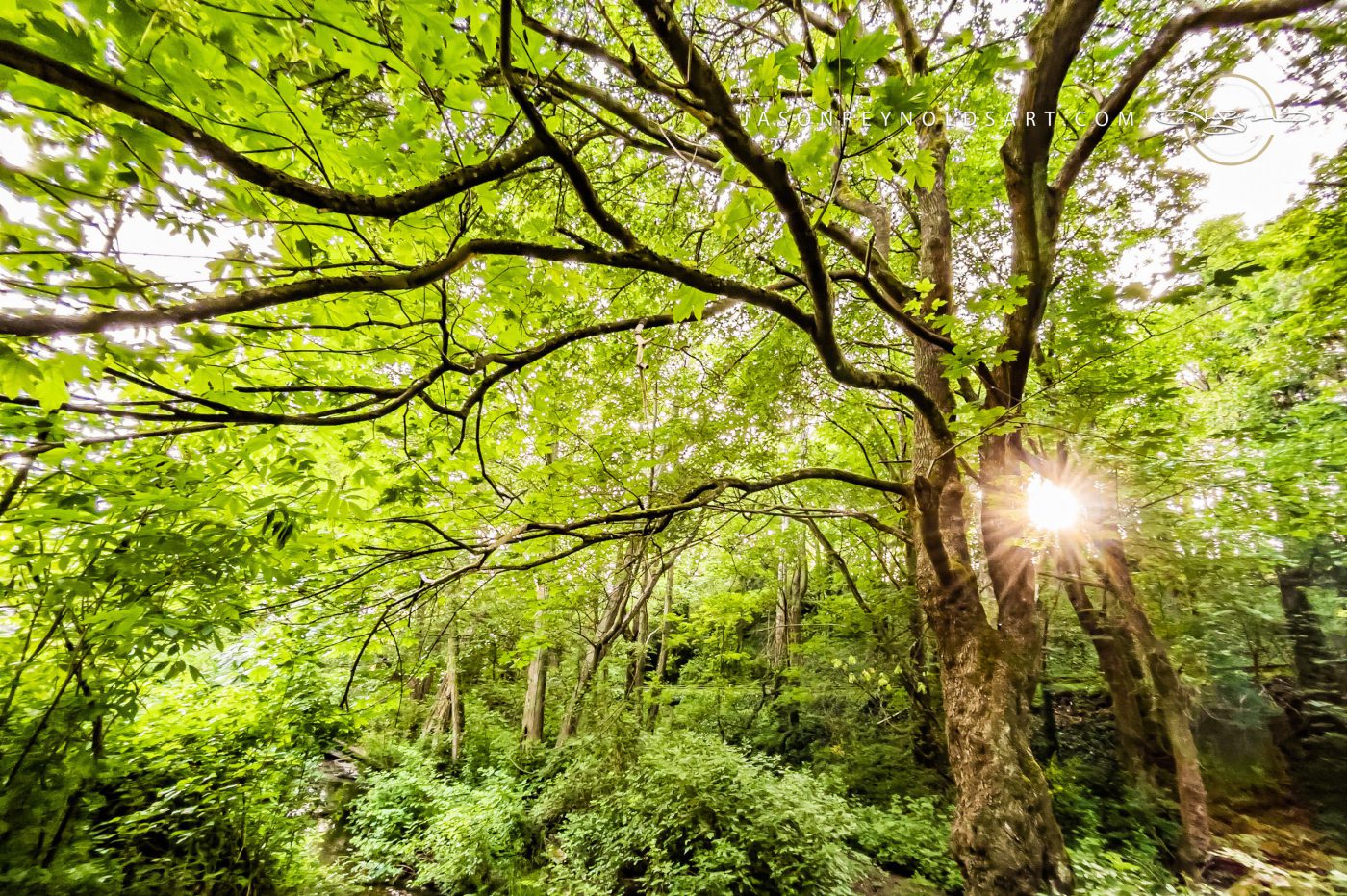 Des Moines Woodland Canopy with Sunburst