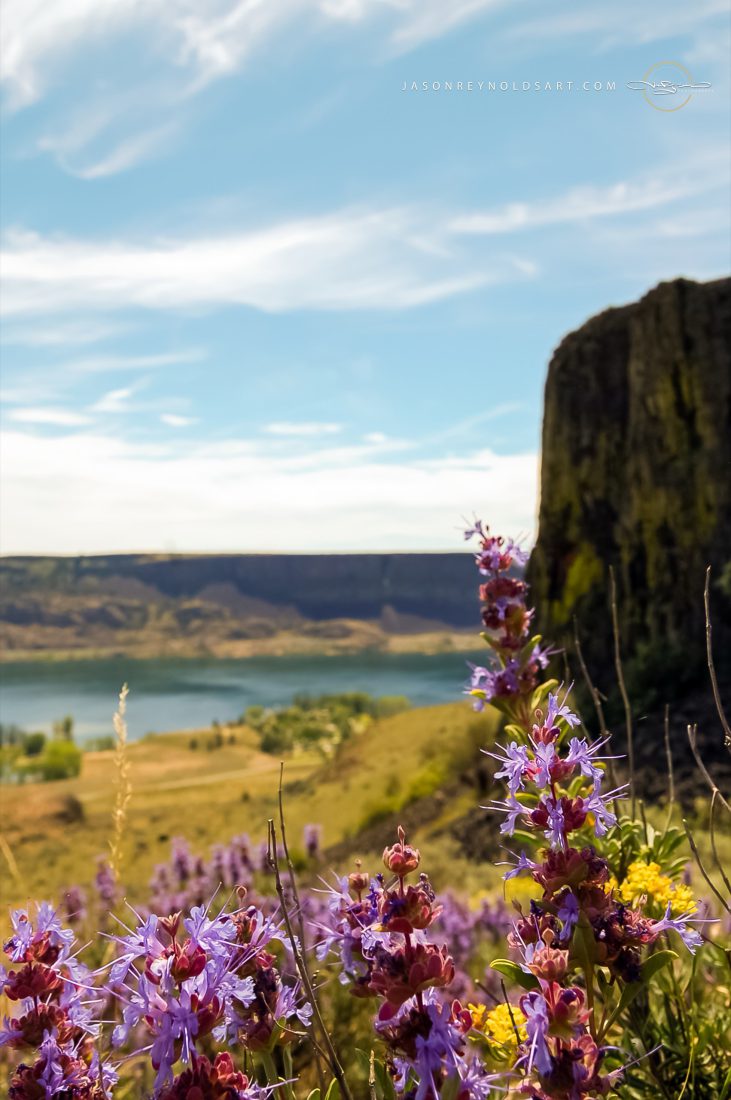 Electric City — Wildflowers at Steamboat Rock