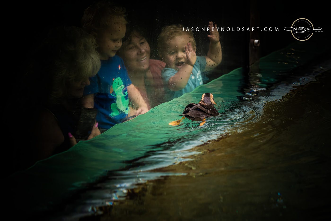 Family Watching a Small Duck Swim at a Viewing Window