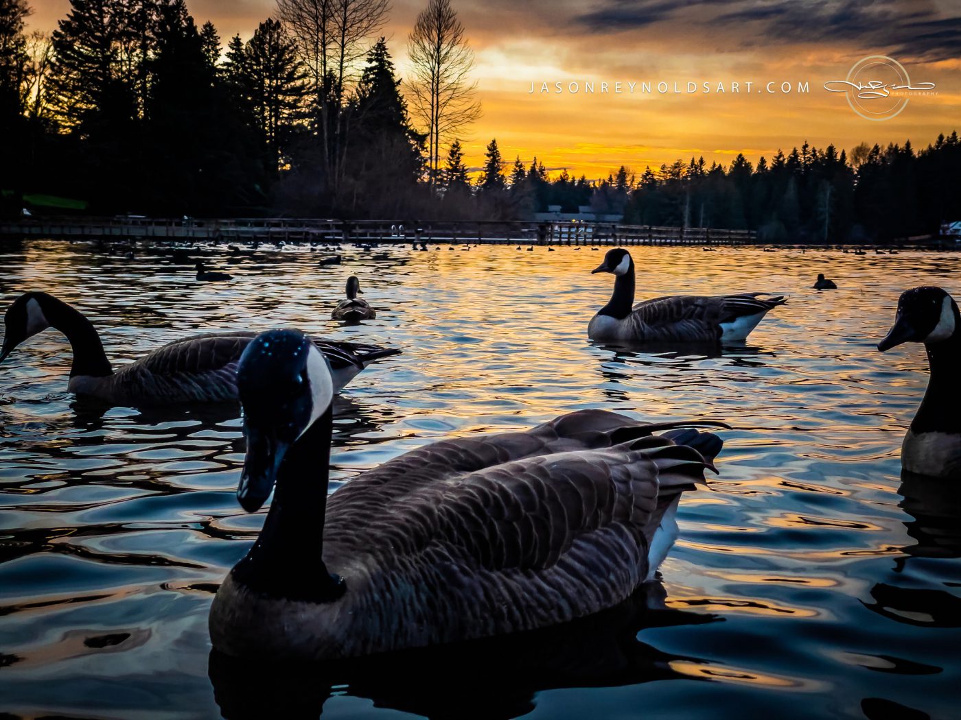 Federal Way — Canada Geese on Steel Lake at Sunset