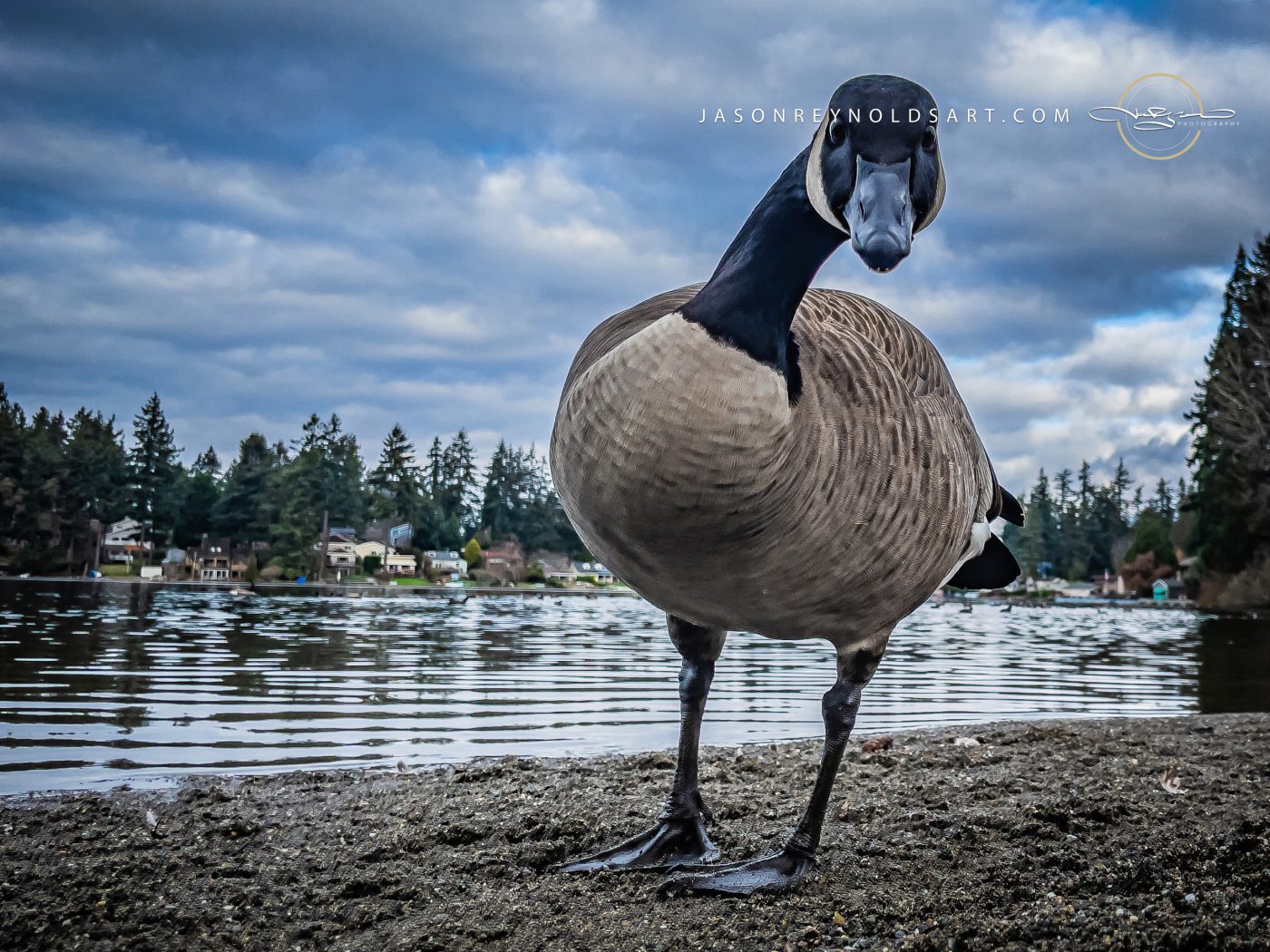 Federal Way Canada Goose Close-Up