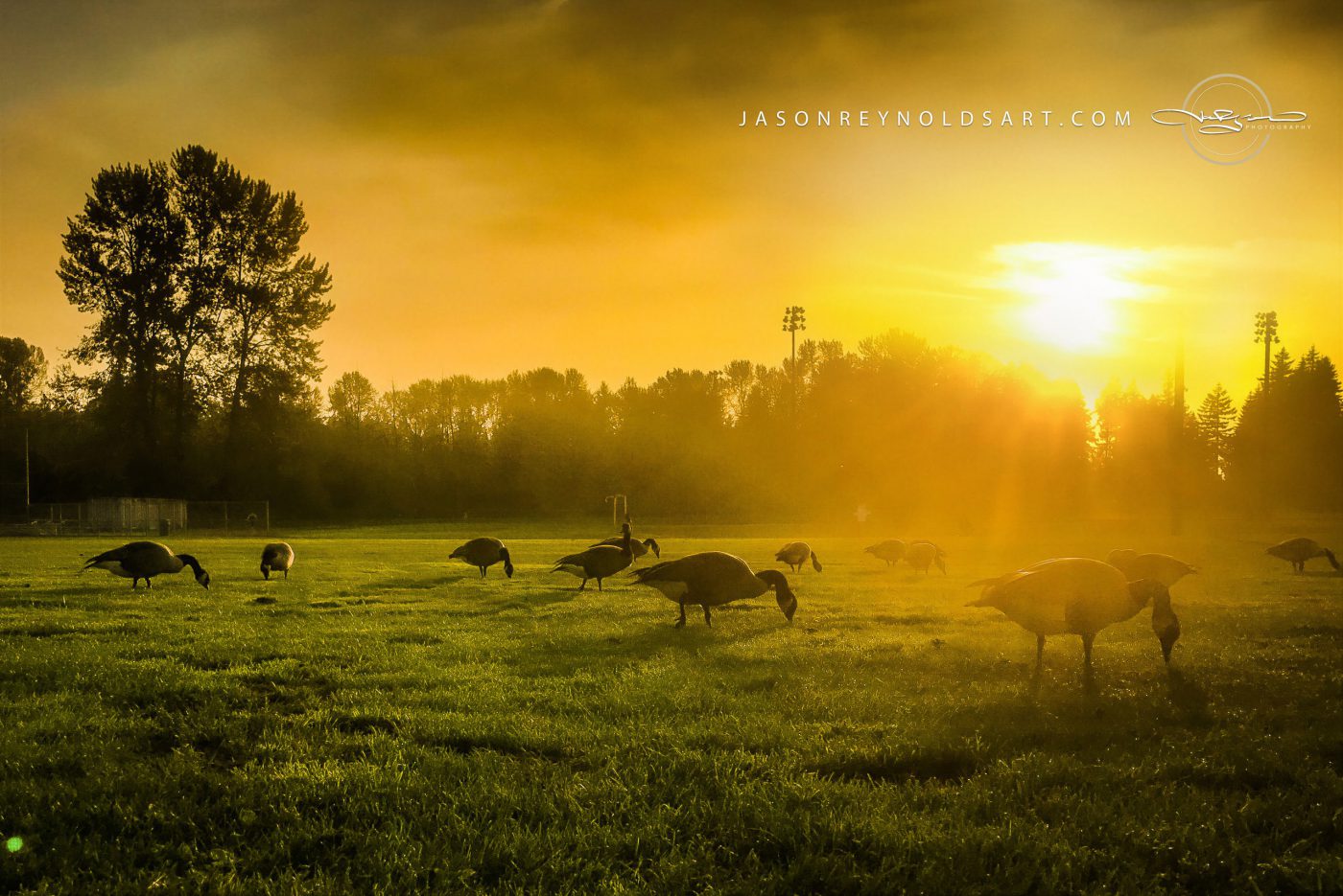 Federal Way: Geese Grazing in Golden Light