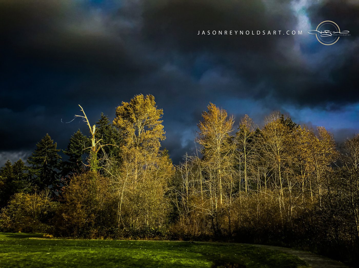 Federal Way — Golden Aspens under Storm Clouds