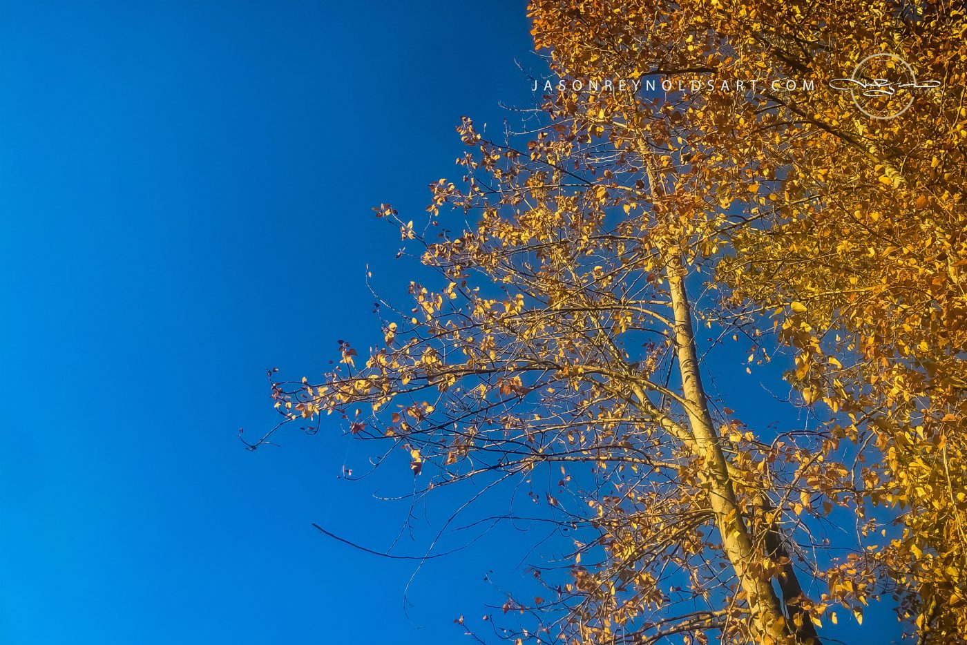 Federal Way — Golden Canopy Against Deep Blue Sky