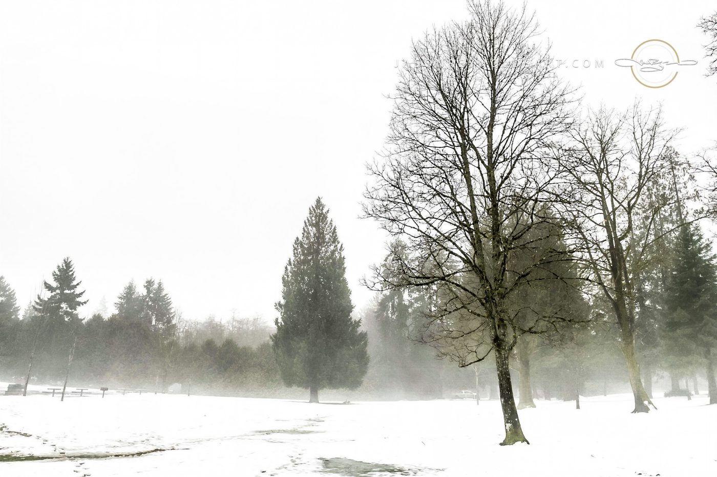 Federal Way — Snow, Trees and Fog