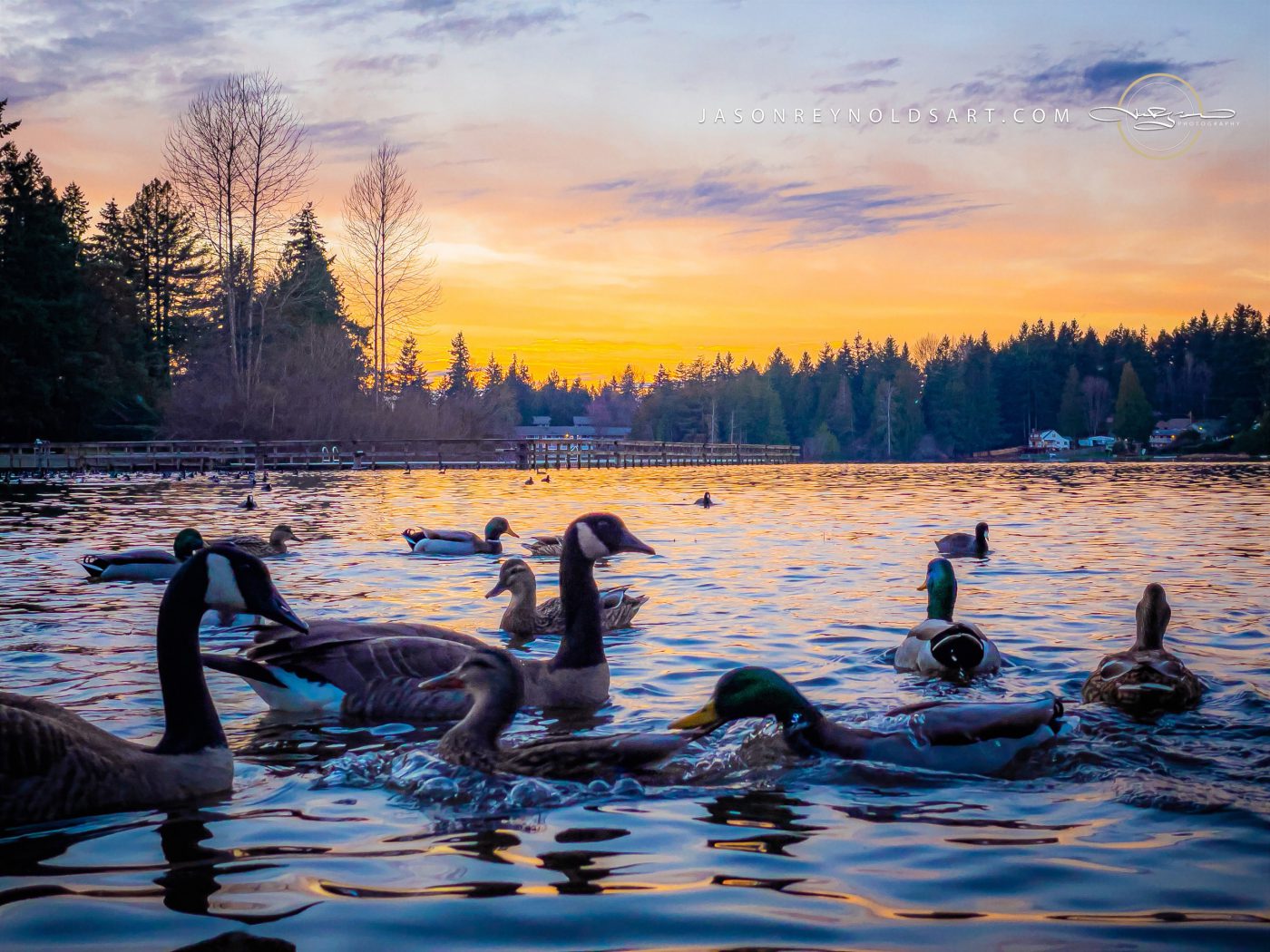 Federal Way Sunset — Geese and Ducks on Steel Lake