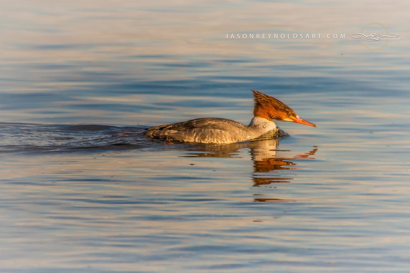 Female Common Merganser Swimming in Calm Water