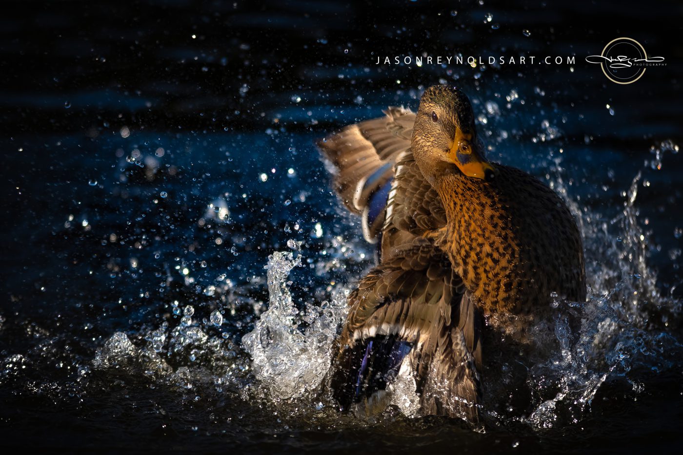 Female Mallard Bathing in Splashing Water