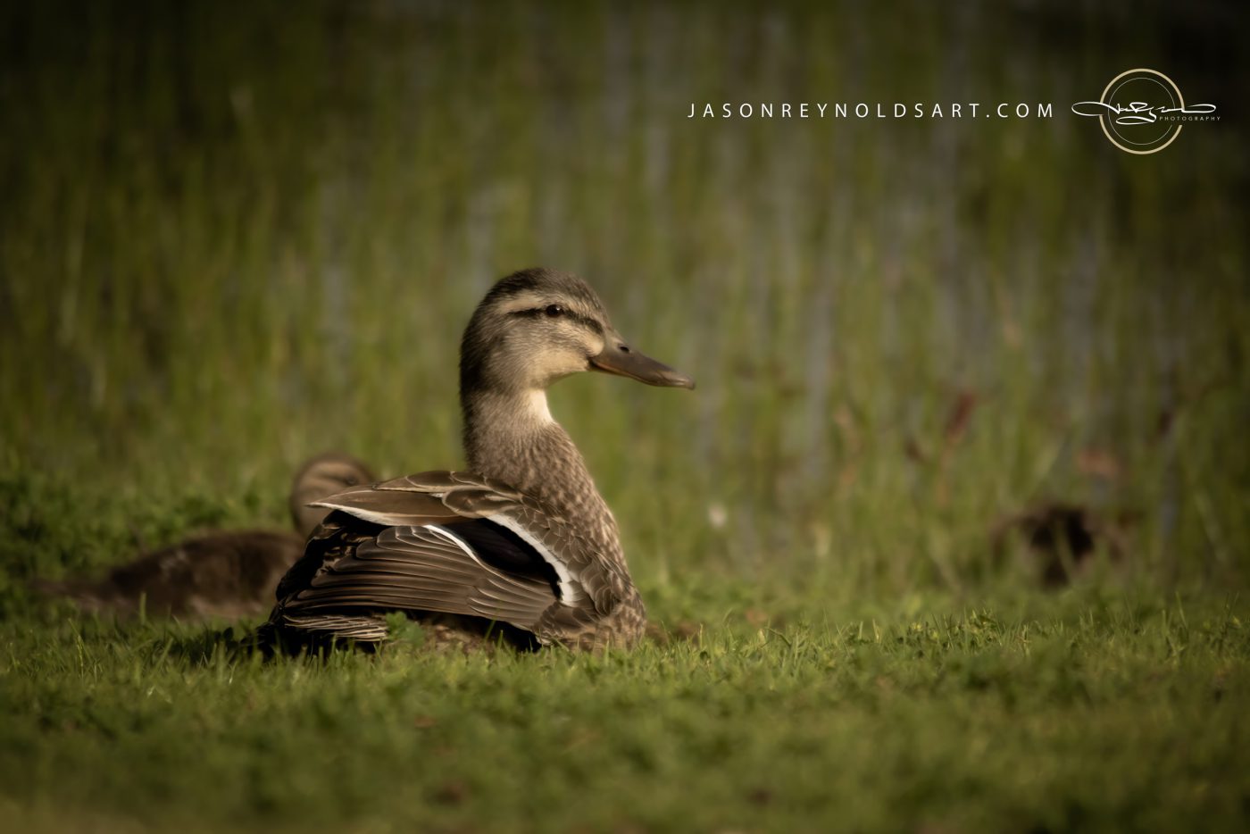Female Mallard Duck Resting on Pond Bank