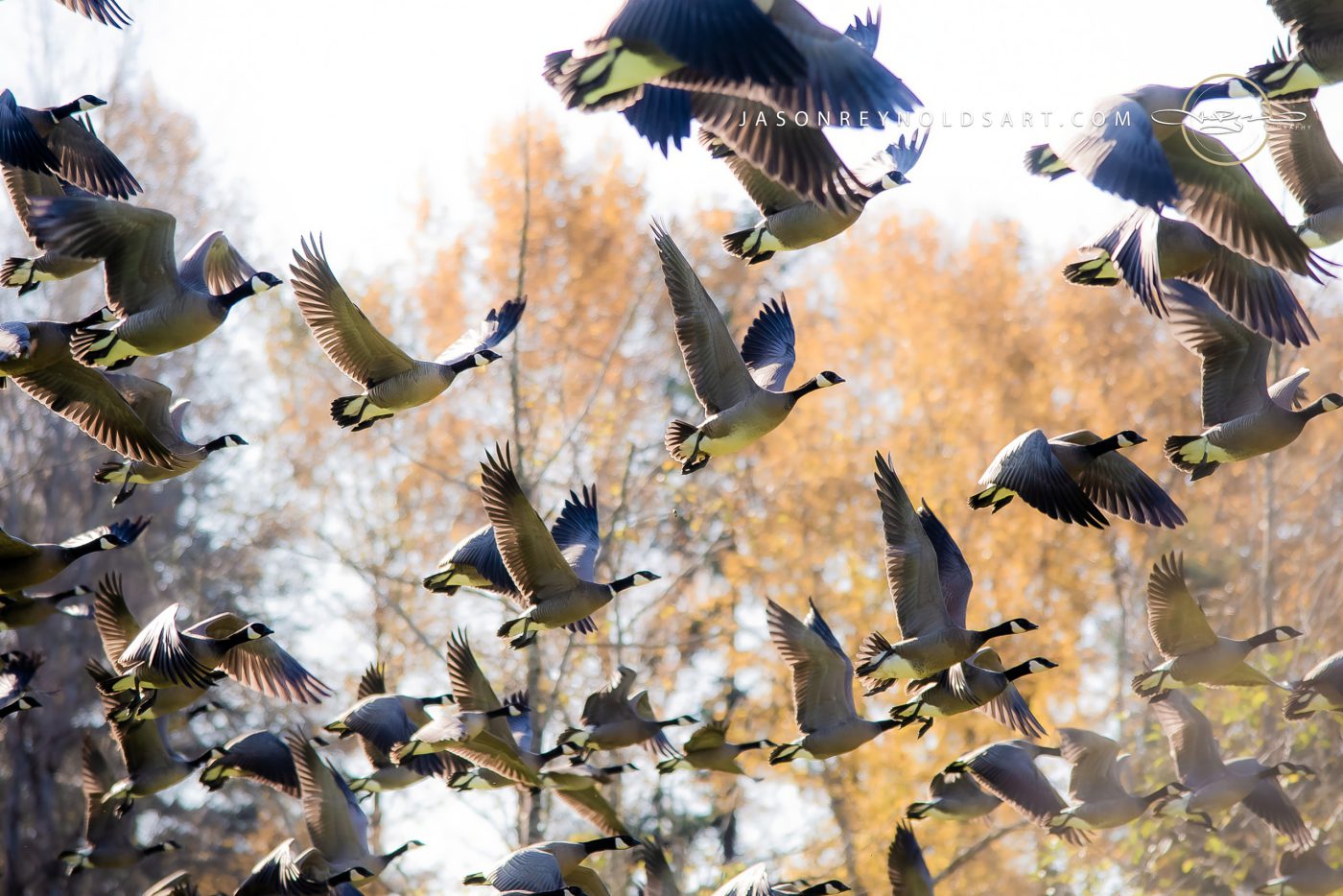 Flock of Canada Geese in Flight