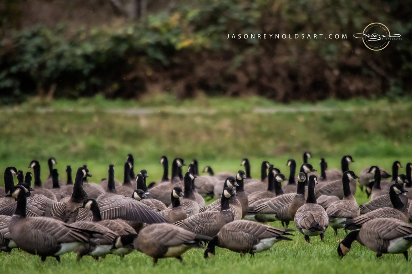 Flock of Canada Geese on Grass