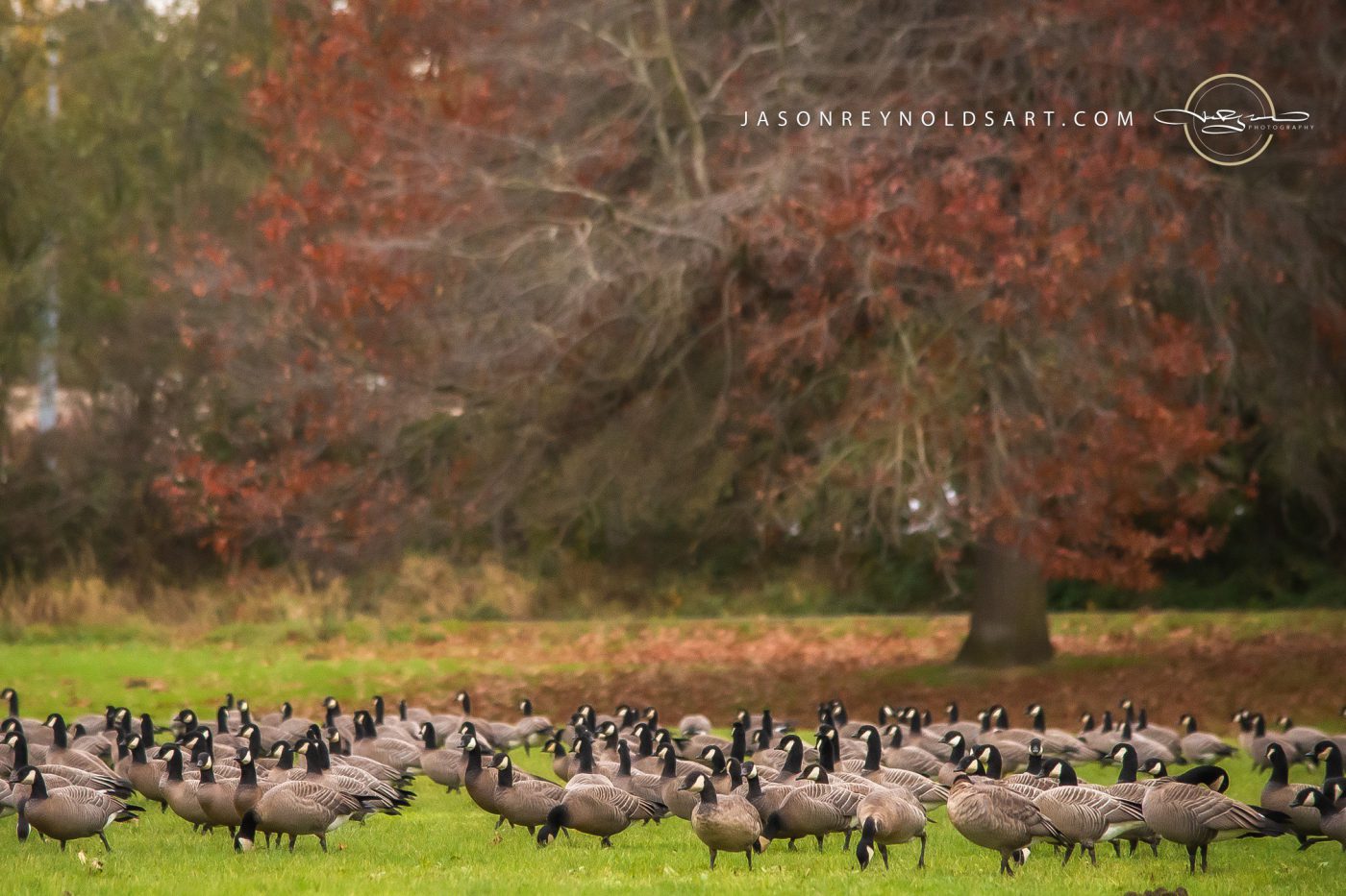 Flock of Canada Geese on Park Lawn