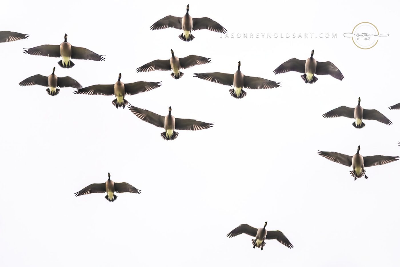 Flock of Geese in Flight