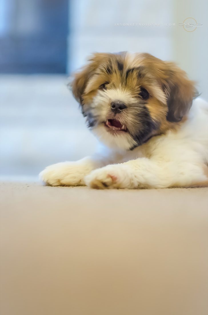 Fluffy Tricolor Puppy on Carpet