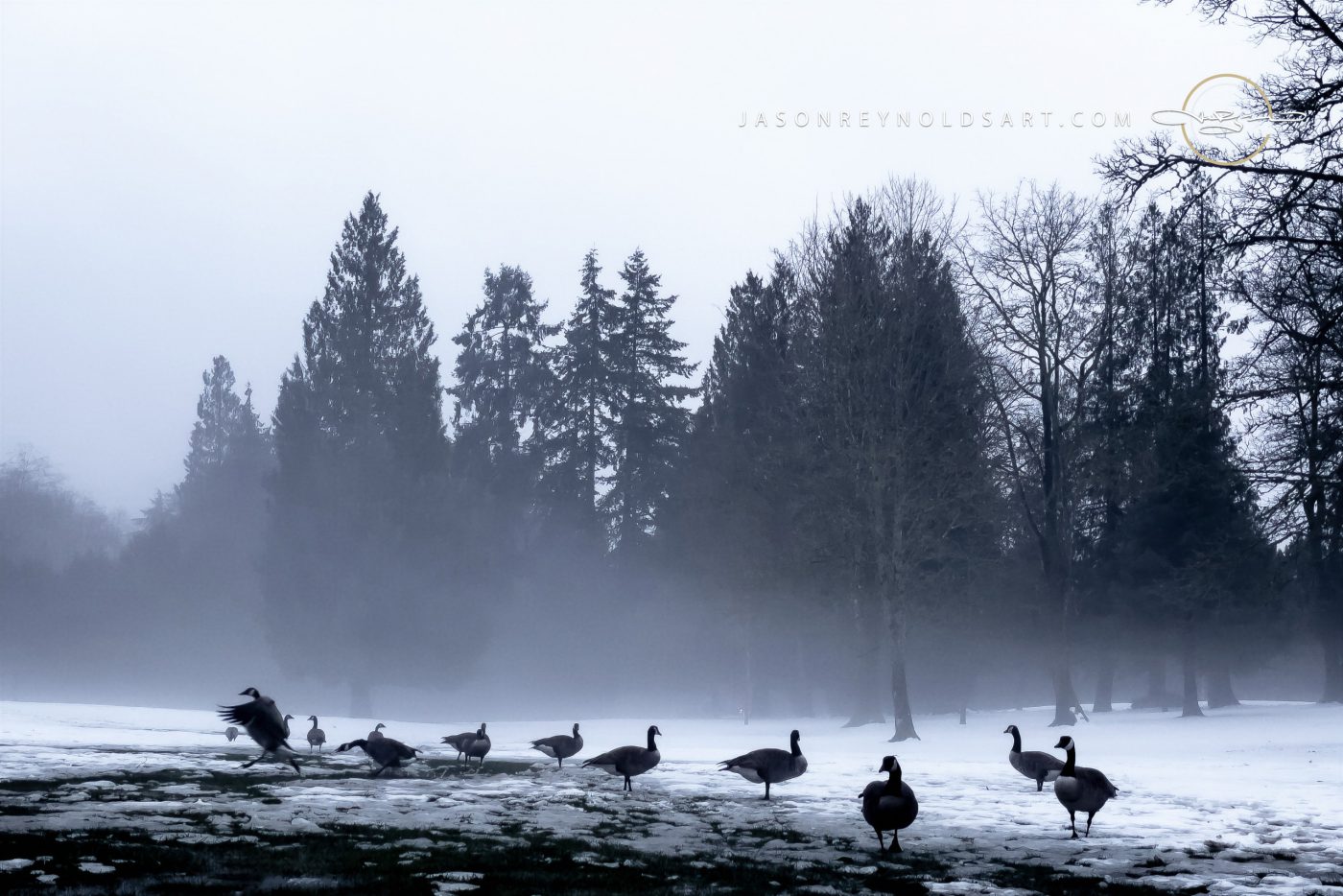 Geese at Steel Lake, Federal Way