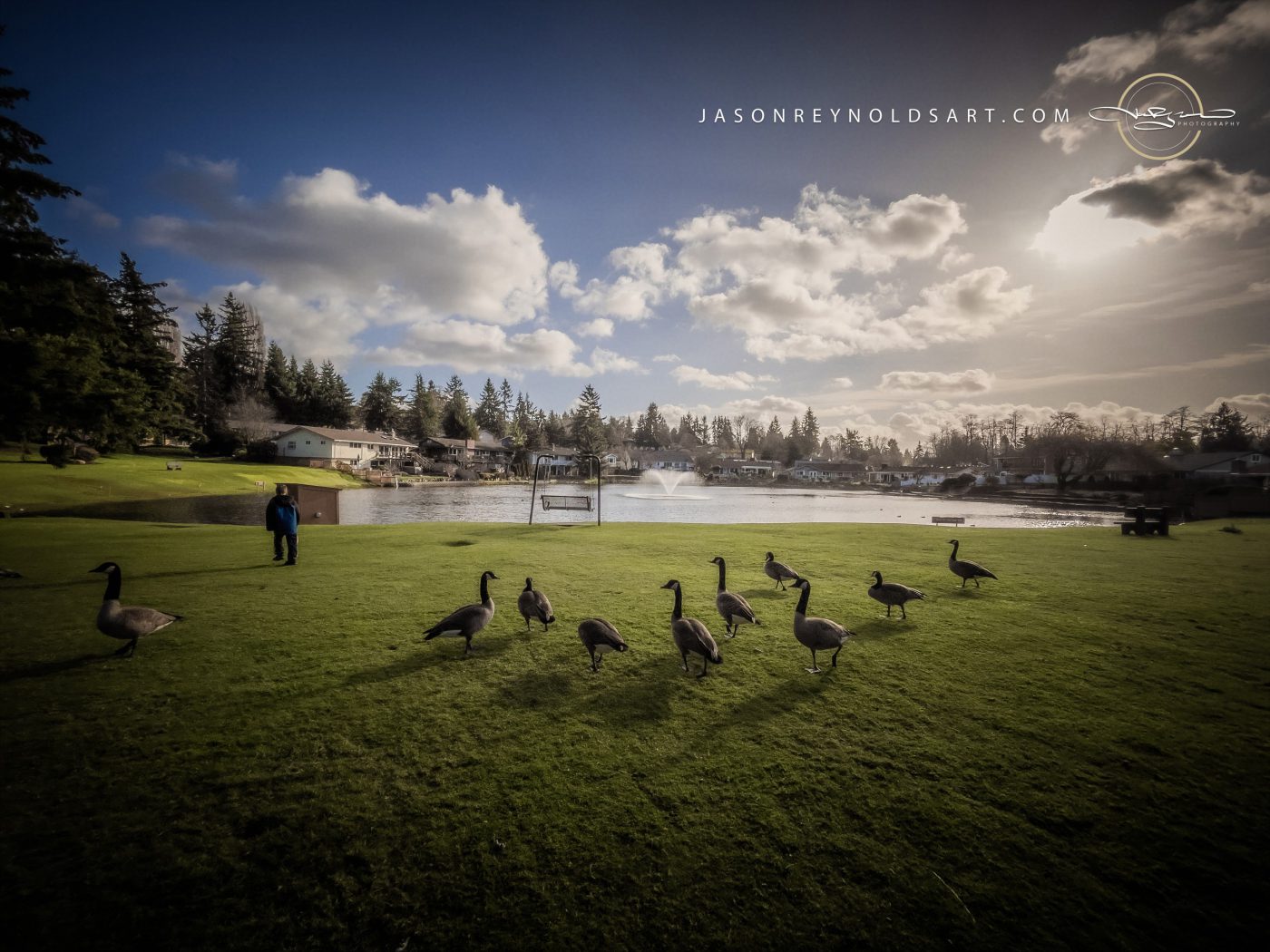 Geese at Twin Lakes — Federal Way
