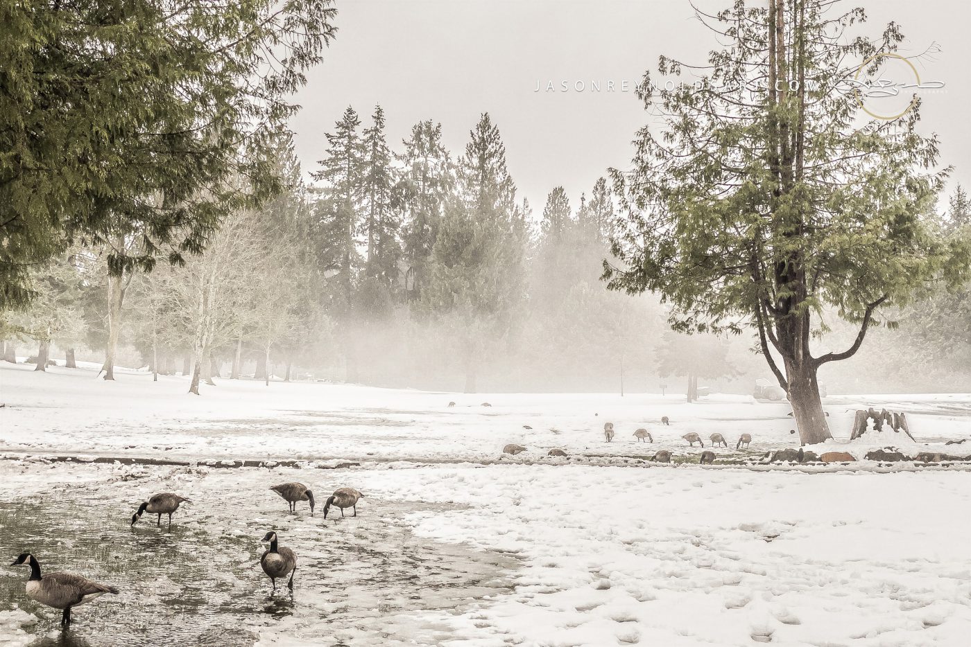Geese on Ice — Federal Way